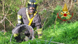 Le Castella, cane scivola in un dirupo. Salvato dai Vigili del Fuoco
