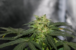 Marijuana addosso e nella biancheria intima, arresti