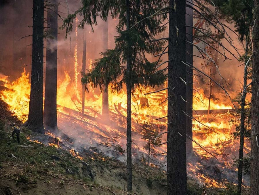 Emergenza incendi, siglato accordo tra Vigili del fuoco e Parco della Sila