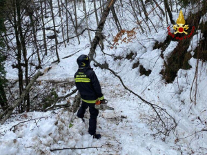 Causa neve, alberi cadono a Cardinale dove un&rsquo;azienda rimane isolata