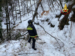 Causa neve, alberi cadono a Cardinale dove un&rsquo;azienda rimane isolata
