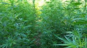 Sorpreso in piantagione droga, arrestato nel reggino