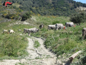 Crotone: sbarrano strada per pascolo, denunciati