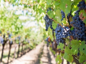 735 mila euro destinati agli investimenti in vitivinicoltura