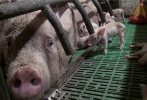 Cani e suini allevati in cattive condizioni nel crotonese