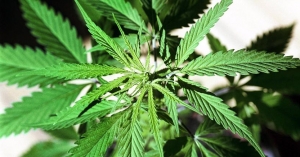 Sequestrate 7 mila piante di marijuana nel reggino