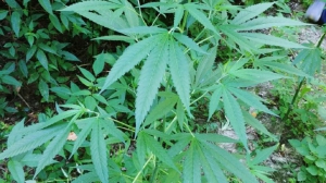 In auto con 300 gr droga nel cosentino