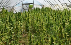 Serre di cannabis nel lametino, distrutte oltre 41 mila piante