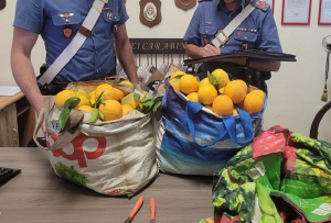 Santa Severina: beccati a rubare 240 chili di arance