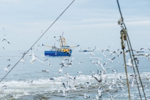 Martilotti: maggior responsabilit&agrave; sociale per la Giornata della pesca 2019