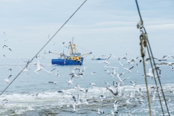 Martilotti: maggior responsabilit&agrave; sociale per la Giornata della pesca 2019