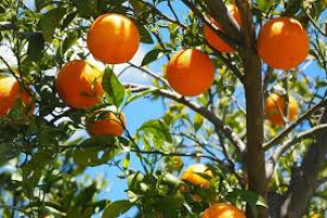 Quintali di arance rubati in un'azienda agricola a Rosarno