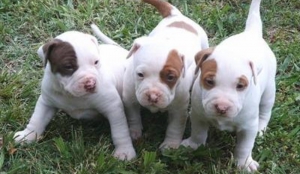 Allevamento clandestino pittbul nel Cosentino