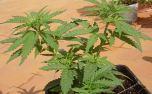 Marijuana tra le piante ornamentali: arrestato 50enne