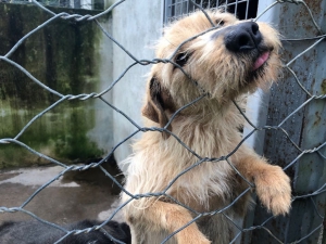 Sequestrato un canile comunale a Lamezia