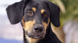 Concluso il progetto ''A scuola con Fido'' dell&rsquo;Enpa a Crotone