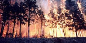 Incendi boschivi, prorogato lo stato di emergenza