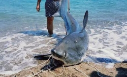 Squalo volpe da 200 kg pescato nel Crotonese