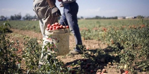 Lavoratori con turni di 26 ore a 1,5 euro, arresti in Calabria