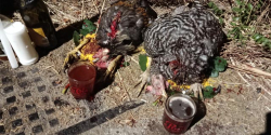 Galline sgozzate e sangue nei calici. Ecta denuncia
