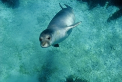 Avvistato esemplare di foca monaca a Crotone
