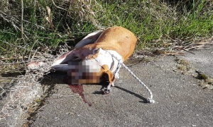 Ucciso in maniera tragica cane nella periferia di Crotone