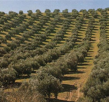 Olivicoltura, confronto sul futuro del settore con istituzioni e operatori a Rossano